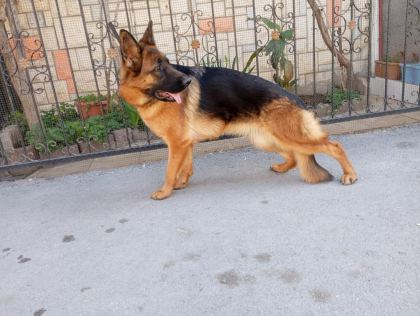 ŞECERELİ DİŞİ ALMAN KURDU