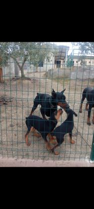 IRK VE SAĞLIK GARANTİ DOBERMAN YAVRULARIMIZ