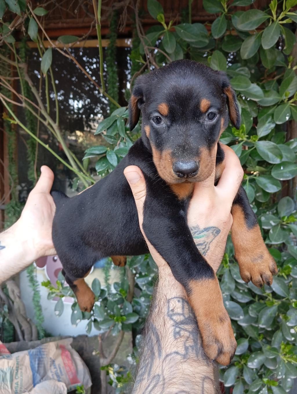 IRK VE SAĞLIK GARANTİ SAF KAN DOBERMAN YAVRULARIMIZ