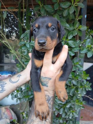 IRK VE SAĞLIK GARANTİ SAF KAN DOBERMAN YAVRULARIMIZ