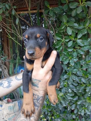 IRK VE SAĞLIK GARANTİ SAF KAN DOBERMAN YAVRULARIMIZ