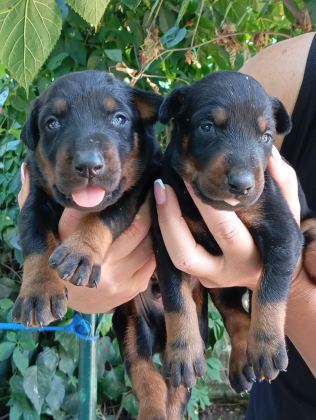 IRK VE SAĞLIK GARANTİ DOBERMAN YAVRULARIMIZ