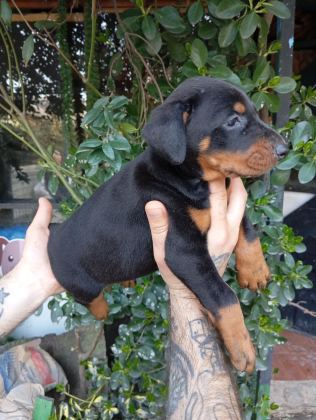 IRK VE SAĞLIK GARANTİ SAF KAN DOBERMAN YAVRULARIMIZ