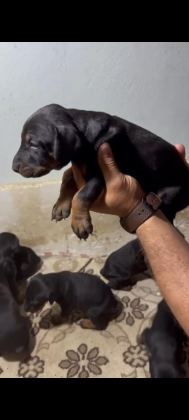 IRK VE SAĞLIK GARANTİ DOBERMAN YAVRULARIMIZ