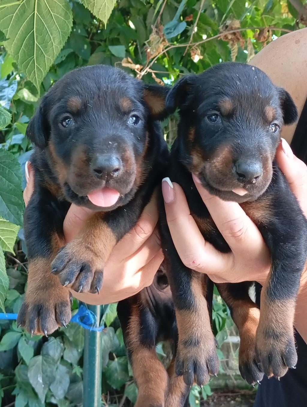 IRK VE SAĞLIK GARANTİ DOBERMAN YAVRULARIMIZ