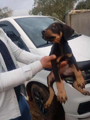 IRK VE SAĞLIK GARANTİ DOBERMAN YAVRULARIMIZ