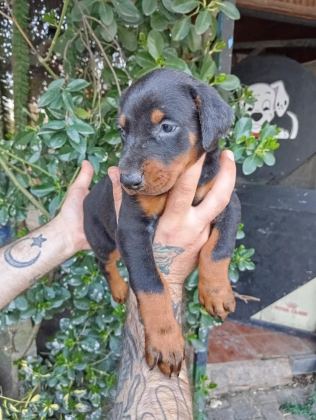 IRK VE SAĞLIK GARANTİ SAF KAN DOBERMAN YAVRULARIMIZ