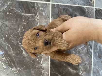 ORJİNAL MİNYATÜR TOY POODLE YAVRULAR