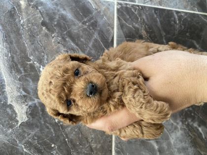 ORJİNAL MİNYATÜR TOY POODLE YAVRULAR