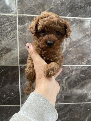 ORJİNAL TOY POODLE YAVRULAR