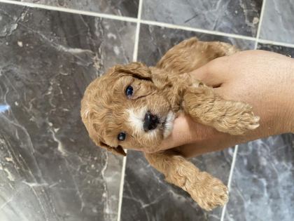 ORJİNAL MİNYATÜR TOY POODLE YAVRULAR