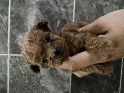 ORJİNAL TOY POODLE YAVRULAR