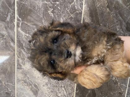 ORJİNAL MALTİPOO YAVRULAR