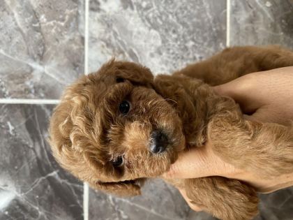 ORJİNAL TOY POODLE YAVRULAR