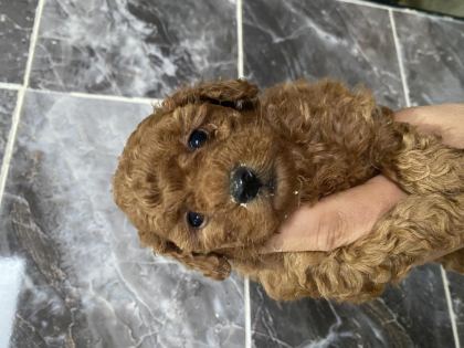 ORJİNAL TOY POODLE YAVRULAR