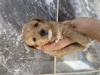 ORJİNAL MALTİPOO YAVRULAR