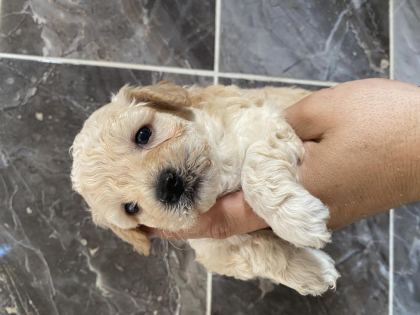 ORJİNAL MALTİPOO YAVRULAR