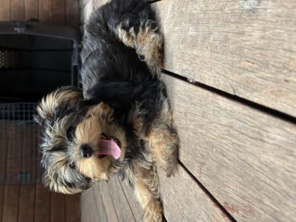 MİNİK SEVİMLİ OYUNCU YAVRU KÖPEKLER