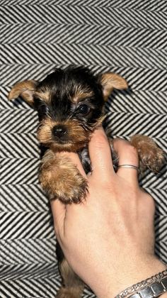 3 ÇİÇEK 1 BÖCEK KÖPEKLERİMİZ