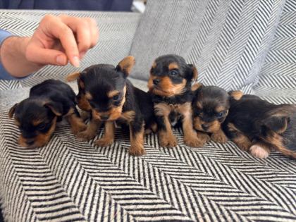 3 ÇİÇEK 1 BÖCEK KÖPEKLERİMİZ