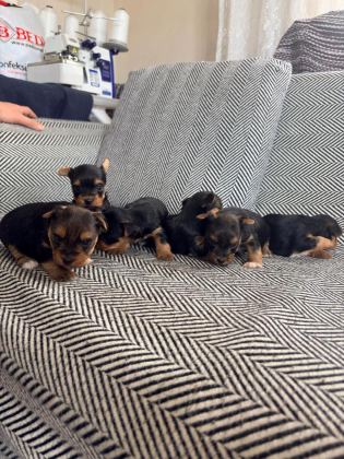 3 ÇİÇEK 1 BÖCEK KÖPEKLERİMİZ
