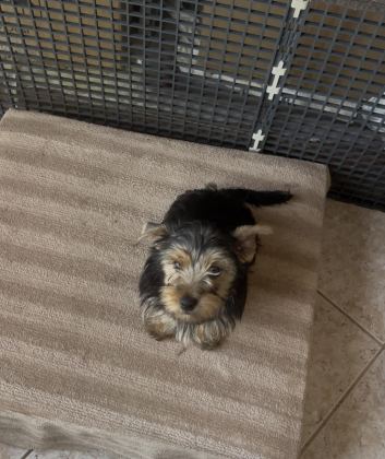SAFKAN YAKIŞIKLI KÖPEĞİMİZ