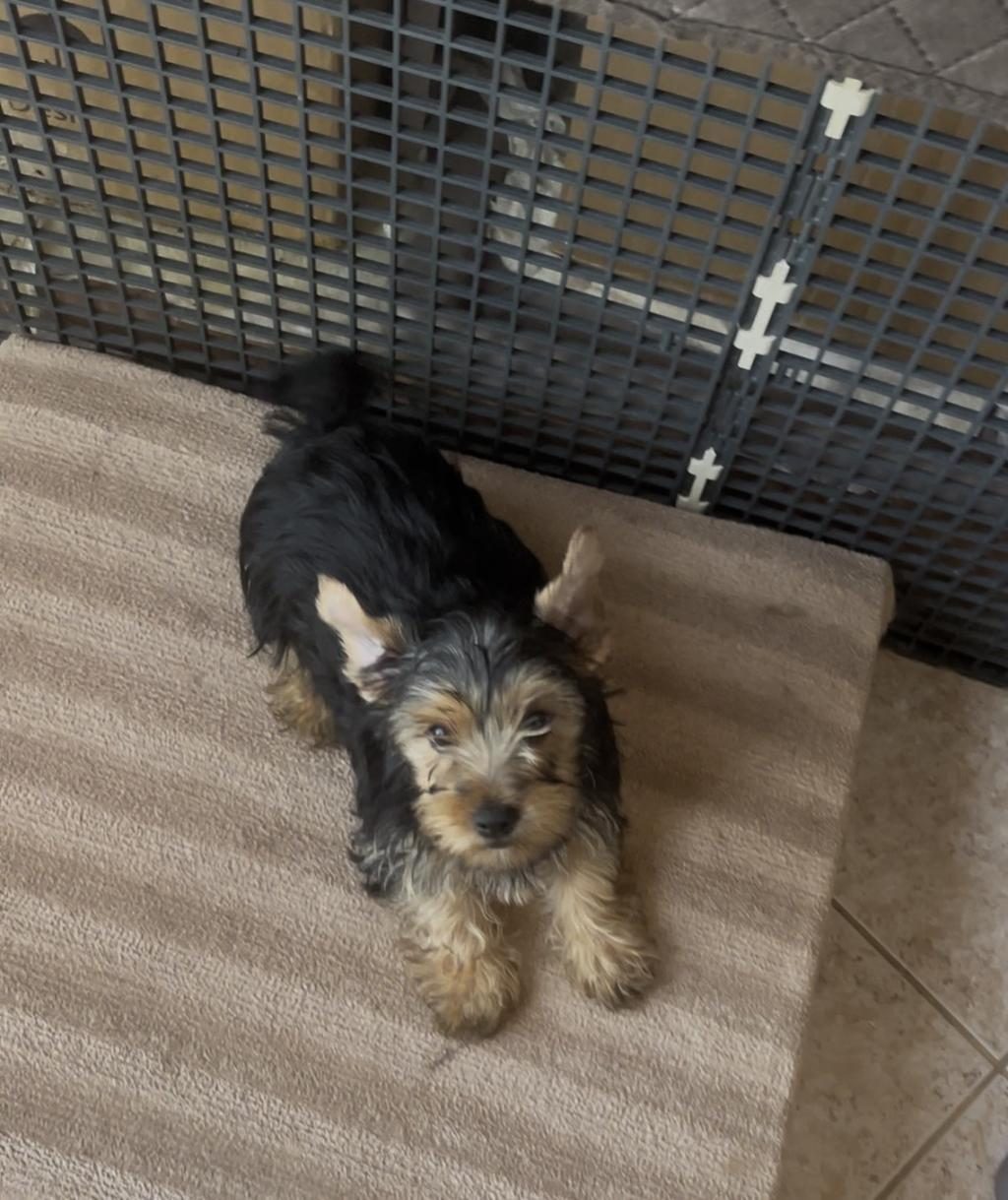 SAFKAN YAKIŞIKLI KÖPEĞİMİZ