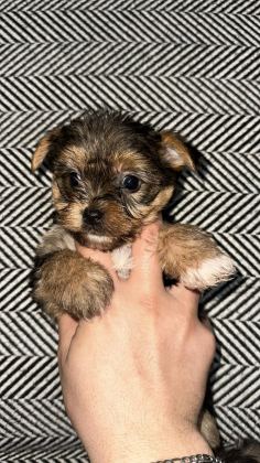 3 ÇİÇEK 1 BÖCEK KÖPEKLERİMİZ