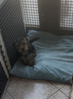 SAFKAN YAKIŞIKLI KÖPEĞİMİZ