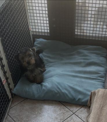SAFKAN YAKIŞIKLI KÖPEĞİMİZ