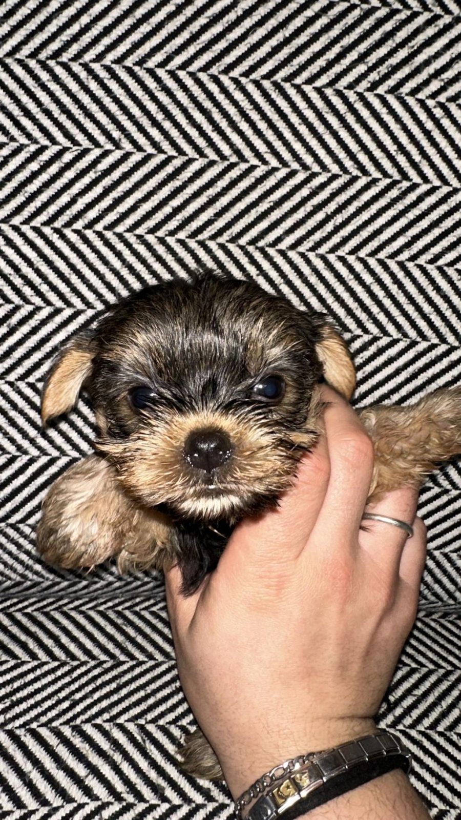 3 ÇİÇEK 1 BÖCEK KÖPEKLERİMİZ