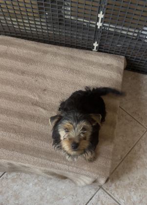 SAFKAN YAKIŞIKLI KÖPEĞİMİZ