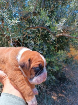 ORİJİNAL BOXER YAVRULARI