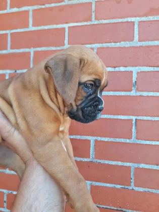 ORİJİNAL BOXER YAVRULARI...