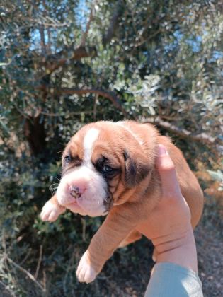 ORİJİNAL BOXER YAVRULARI