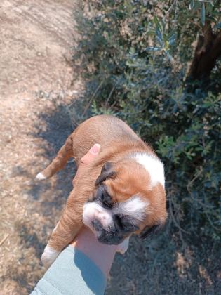 ORİJİNAL BOXER YAVRULARI