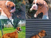 ORİJİNAL BOXER YAVRULARI