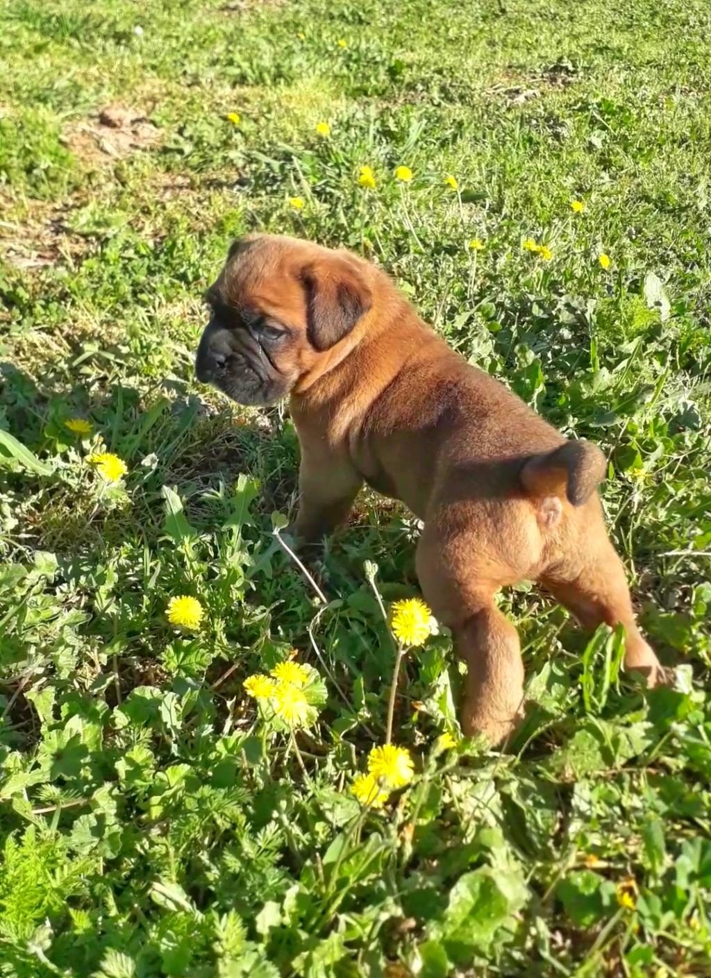ORİJİNAL BOXER YAVRULARI