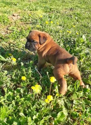 ORİJİNAL BOXER YAVRULARI