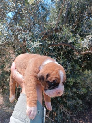 ORİJİNAL BOXER YAVRULARI