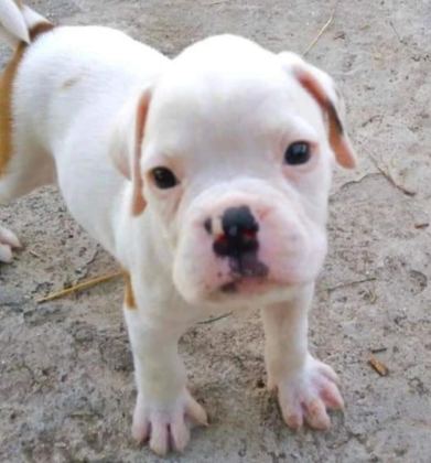 ORİJİNAL BOXER YAVRULARI