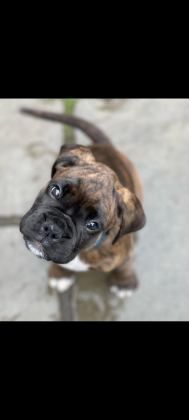 ORİJİNAL BOXER YAVRULARI