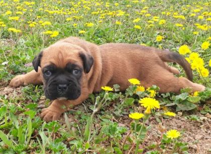 ORİJİNAL BOXER YAVRULARI