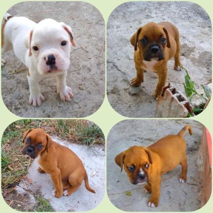 ORİJİNAL BOXER YAVRULARI...