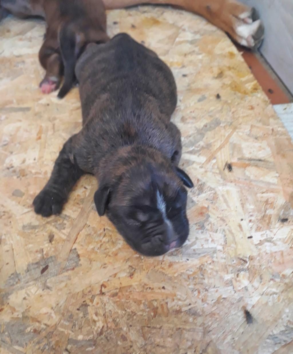 ORİJİNAL BOXER YAVRULARI...