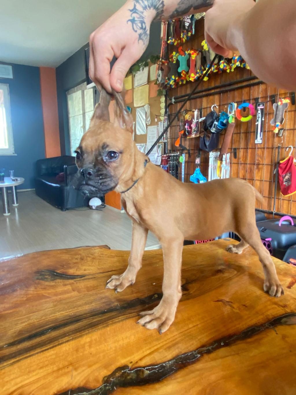 OYUNCU VE KORUYUCU BOXER YAVRULARI