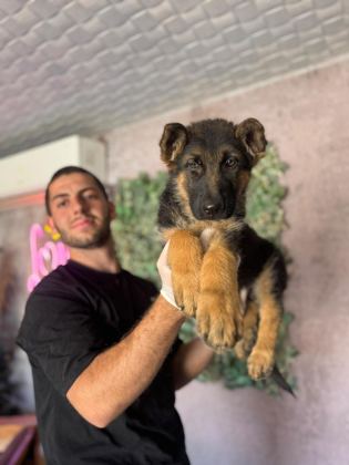 ALMAN ÇOBAN KÖPEĞİ YAVRULARIMIZ