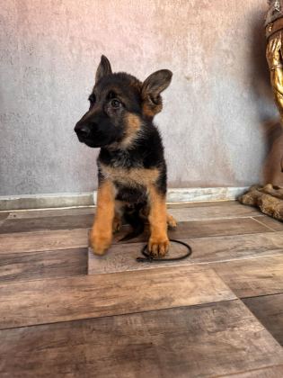 ALMAN ÇOBAN KÖPEĞİ YAVRULARIMIZ