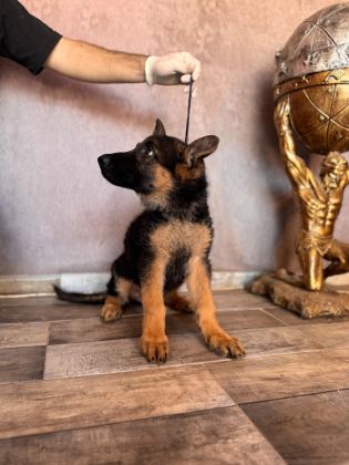 ALMAN ÇOBAN KÖPEĞİ YAVRULARIMIZ