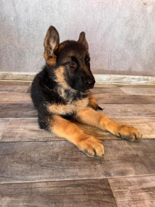ALMAN ÇOBAN KÖPEĞİ YAVRULARIMIZ